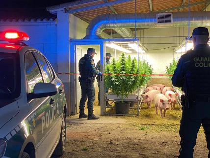 Desmantelan red de marihuana oculta tras una granja porcina en Castellón