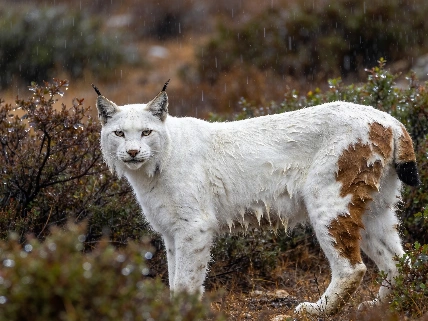 El enigma del lince blanco que desconcertó a Jaén