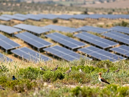 Efecto inesperado: cómo las plantas solares transforman el ecosistema