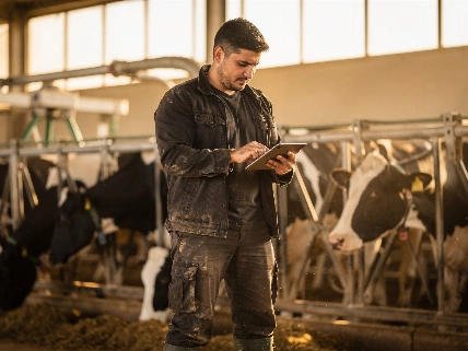Ganaderos jóvenes venden su ganado por la caída de los precios de la leche