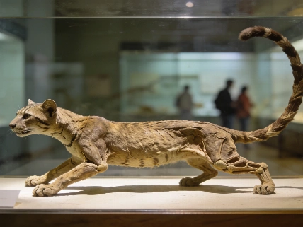 El felino extinto que dio origen a los gatos modernos Español.News