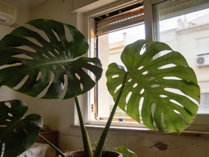 Por qué la canela se ha vuelto clave para las plantas en verano