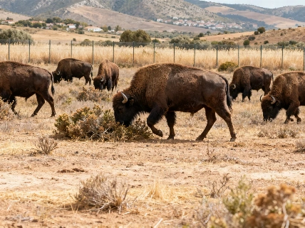 El pueblo andaluz que combate incendios con 70.000 ovejas Español.News