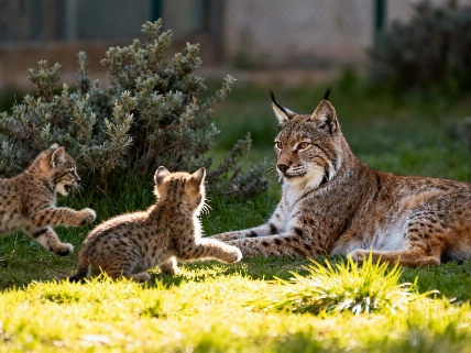 España y Portugal celebran la mejor temporada de reproducción del lince ibérico en años