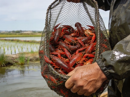 España asume el control del cangrejo rojo en Doñana Español.News