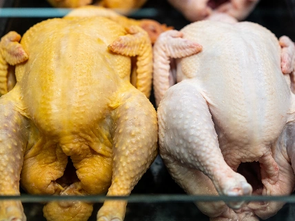 Por qué el pollo puede tener piel amarilla o blanca Español.News
