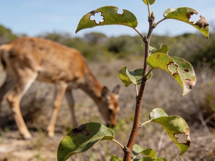 El ciervo y el jabalí ponen en jaque al piruétano en Doñana Español.News