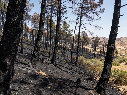 Once muertos y ocho heridos en el incendio de Los Gallardos