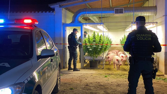 Desmantelan red de marihuana oculta tras una granja porcina en Castellón Español.News