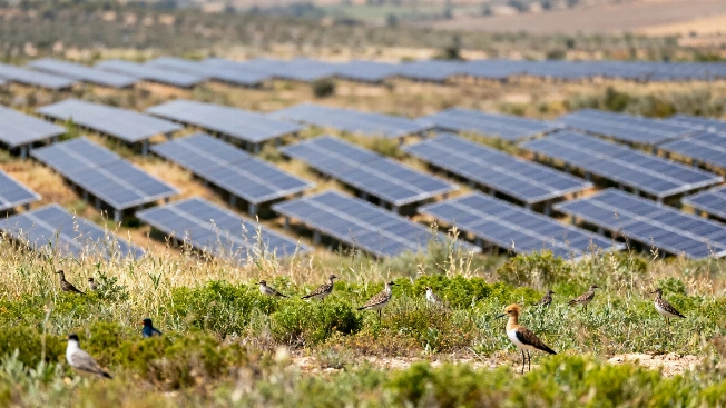Efecto inesperado: cómo las plantas solares transforman el ecosistema Español.News