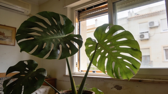 Por qué la canela se ha vuelto clave para las plantas en verano Español.News