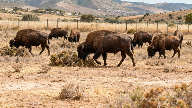 El pueblo andaluz que combate incendios con 70.000 ovejas Español.News