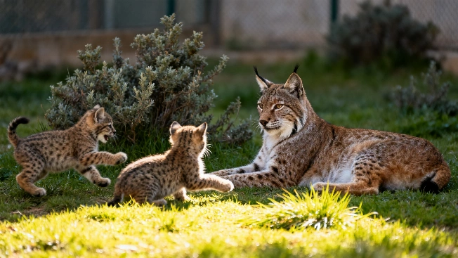 España y Portugal celebran la mejor temporada de reproducción del lince ibérico en años Español.News