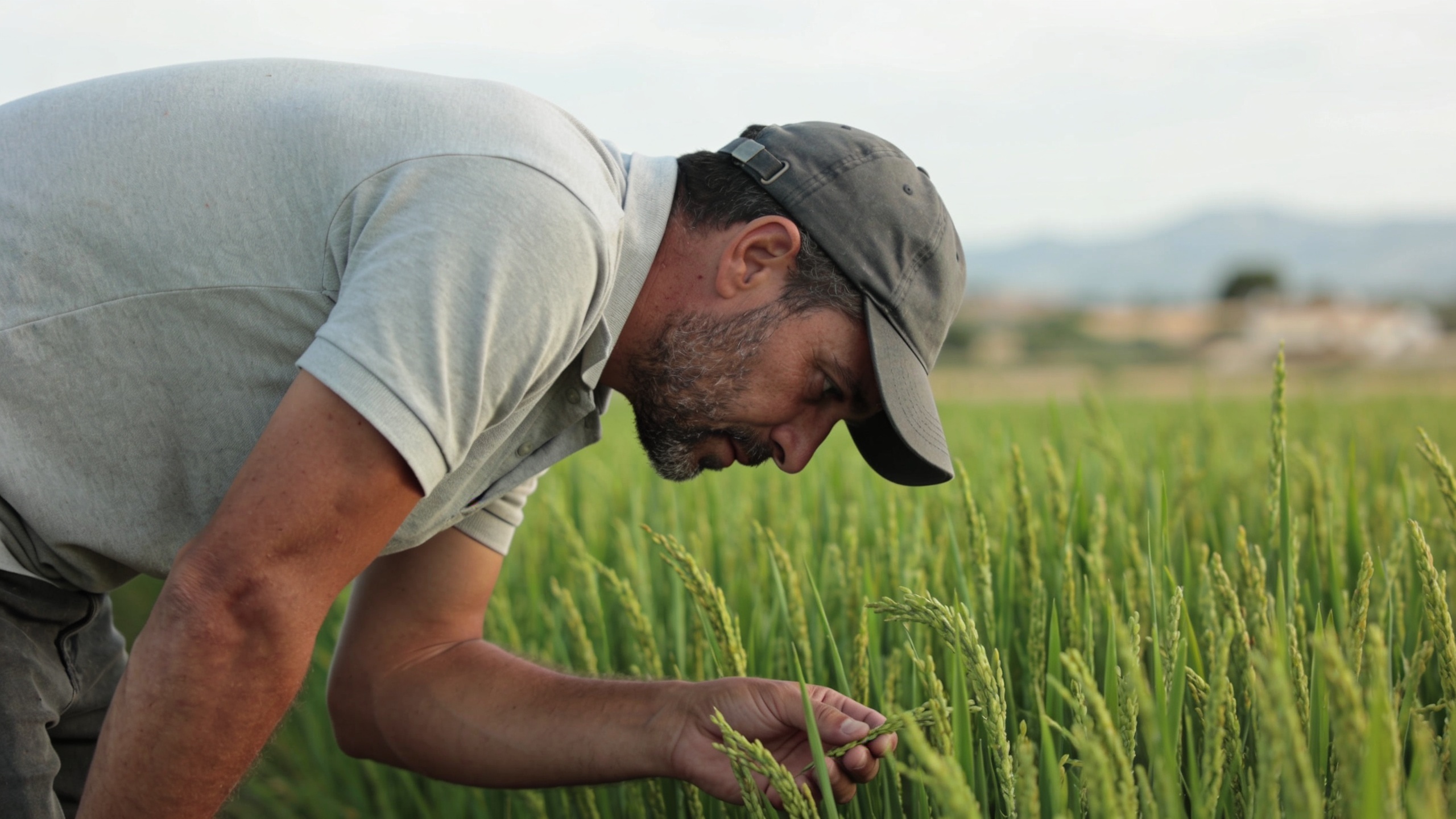 En la región detectaron la venta de arroz importado como local sin indicar su origen Español.News