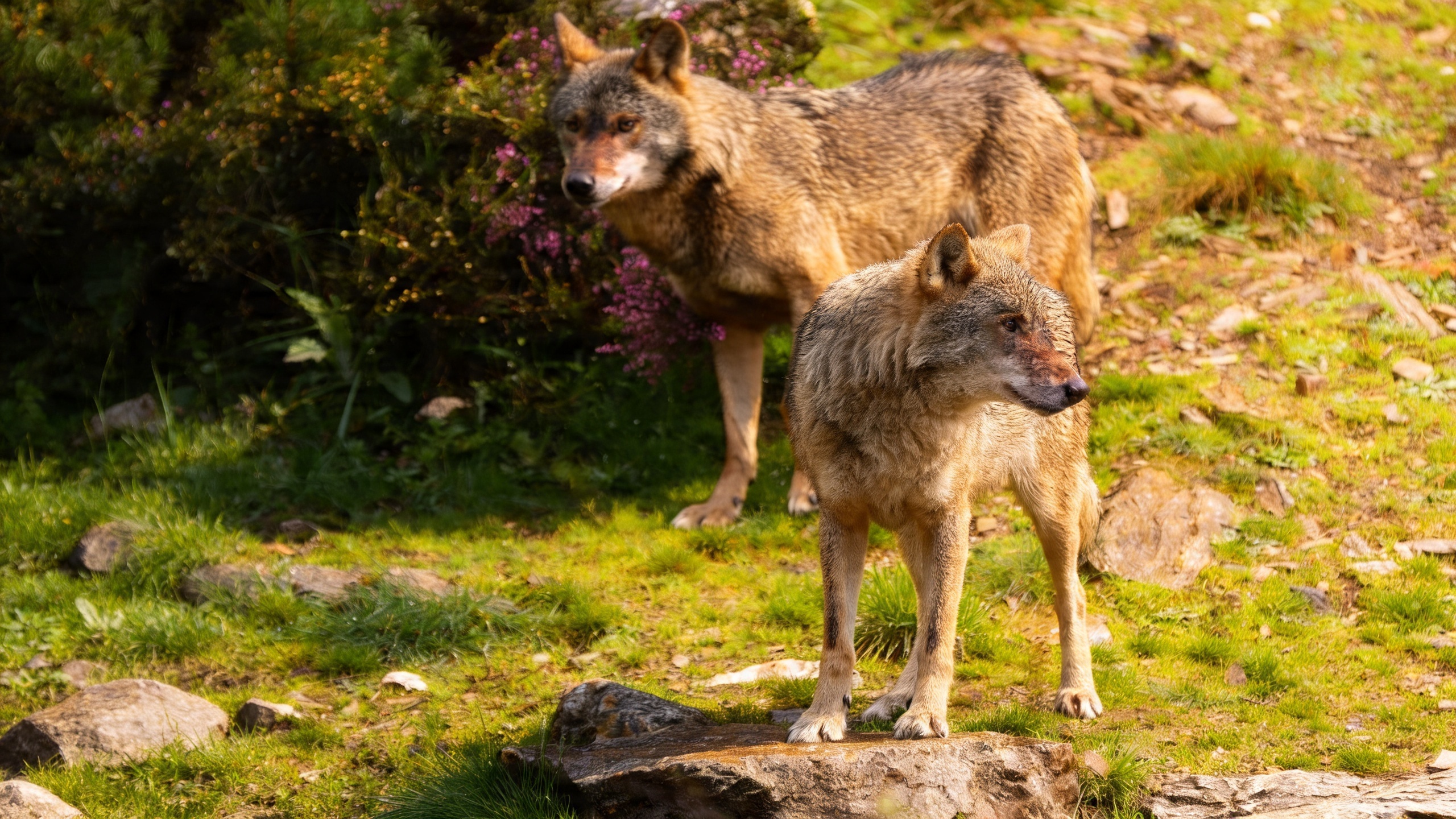 Crece la controversia sobre la protección del lobo en Castilla-La Mancha Español.News
