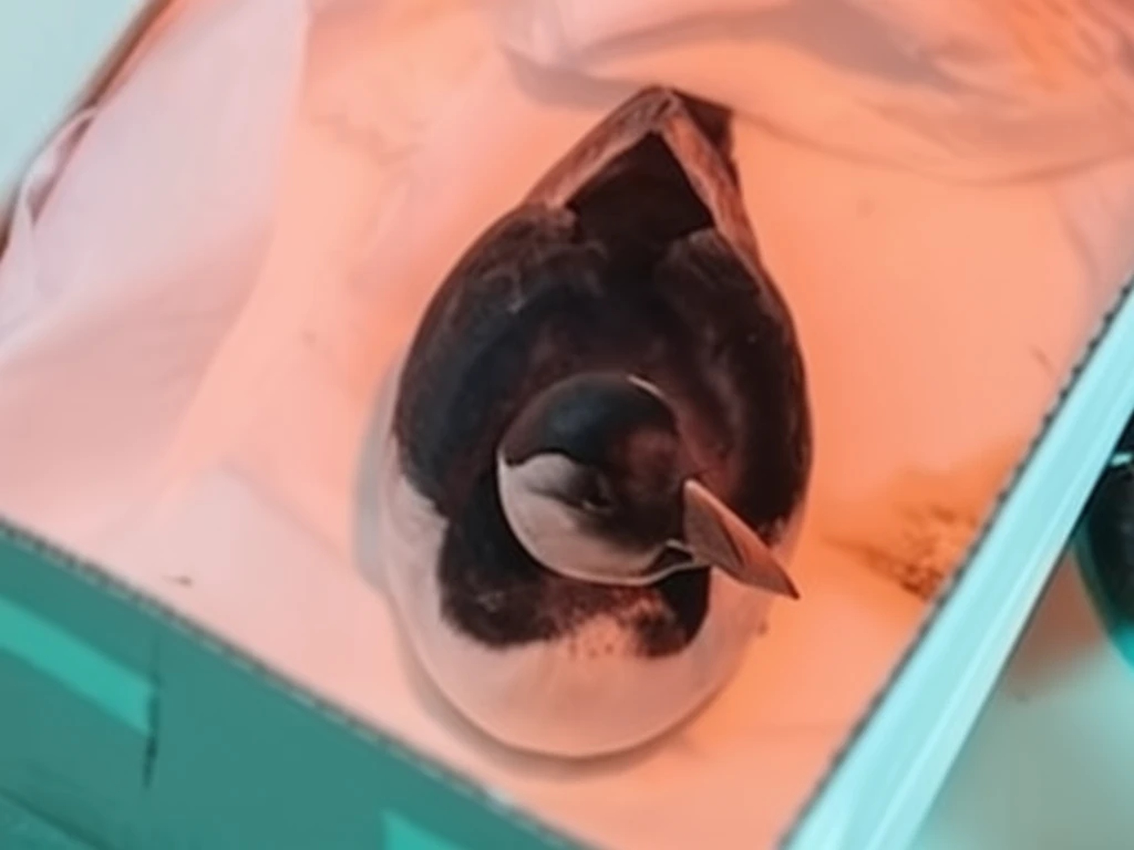 Impactantes consecuencias del temporal: aves caídas por doquier en Galicia y Asturias, ¿qué está pasando con la fauna? Español.News