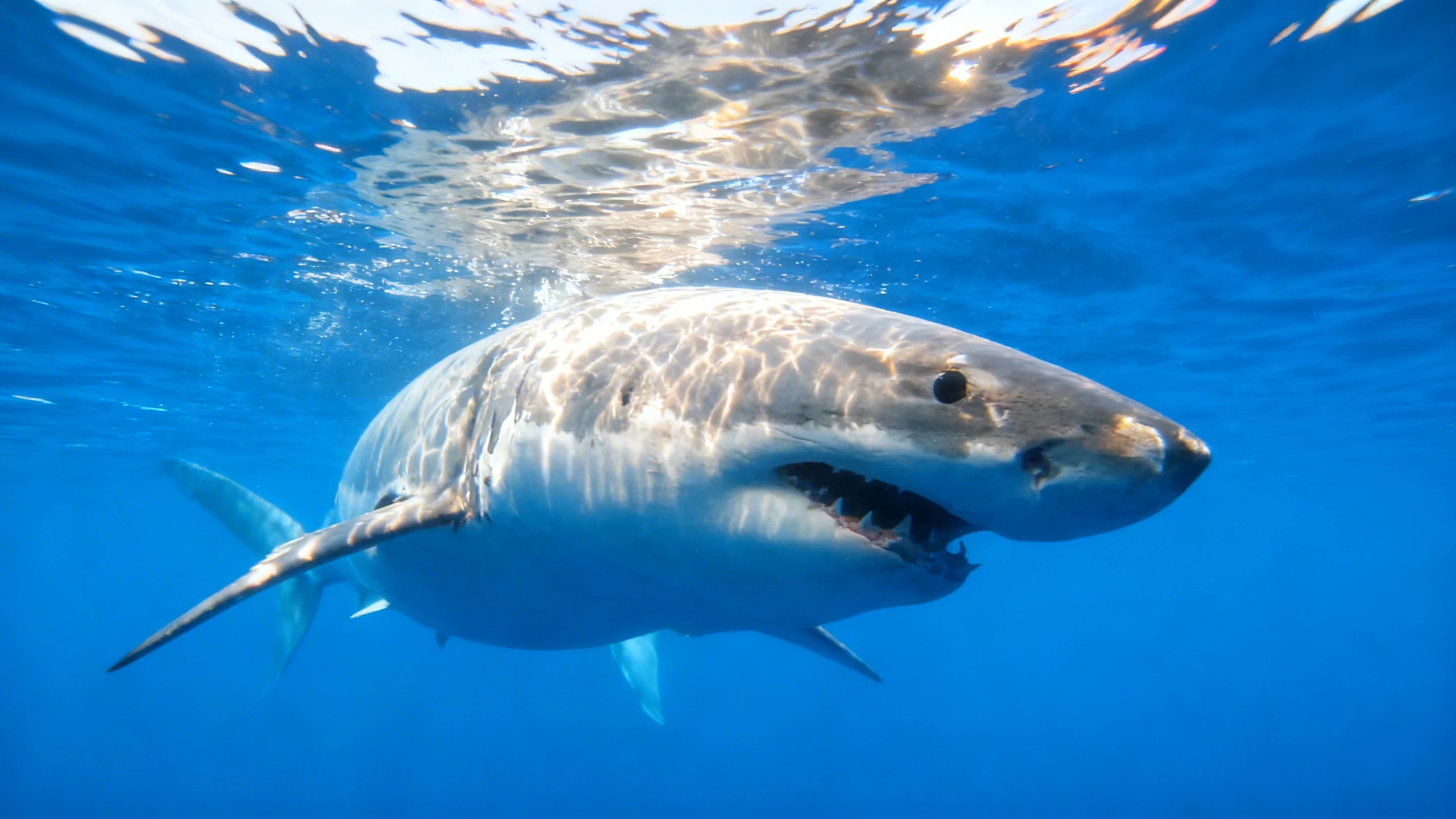 Un sorprendente hallazgo en las aguas de Alicante desafía todo lo que sabías sobre la protección del Mediterráneo, atención a los expertos y amantes del mar Español.News